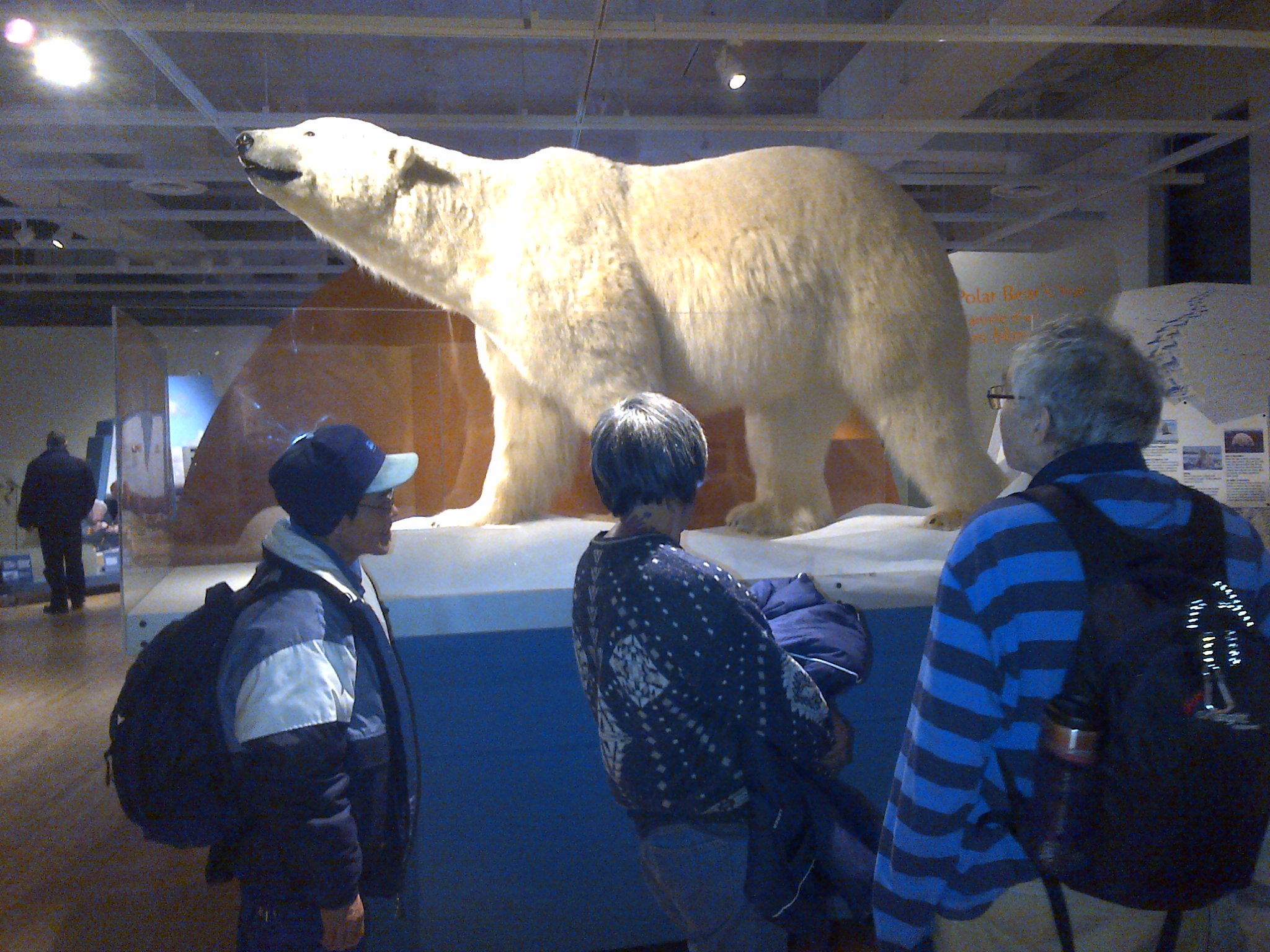 arctic voices